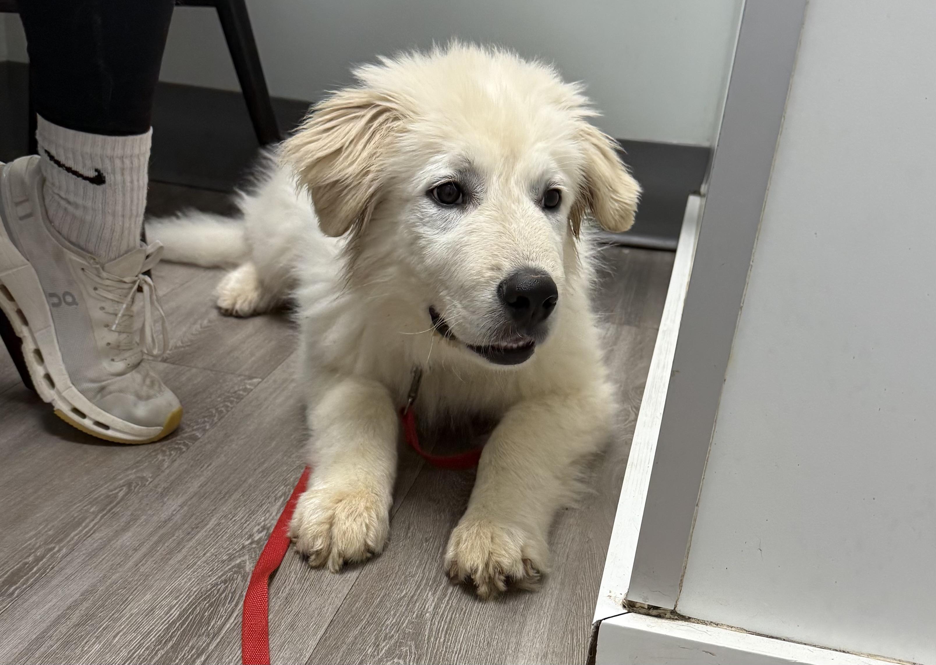 Enlarge Artic, an adoptable Great Pyrenees in Kannapolis, NC image 2/5
