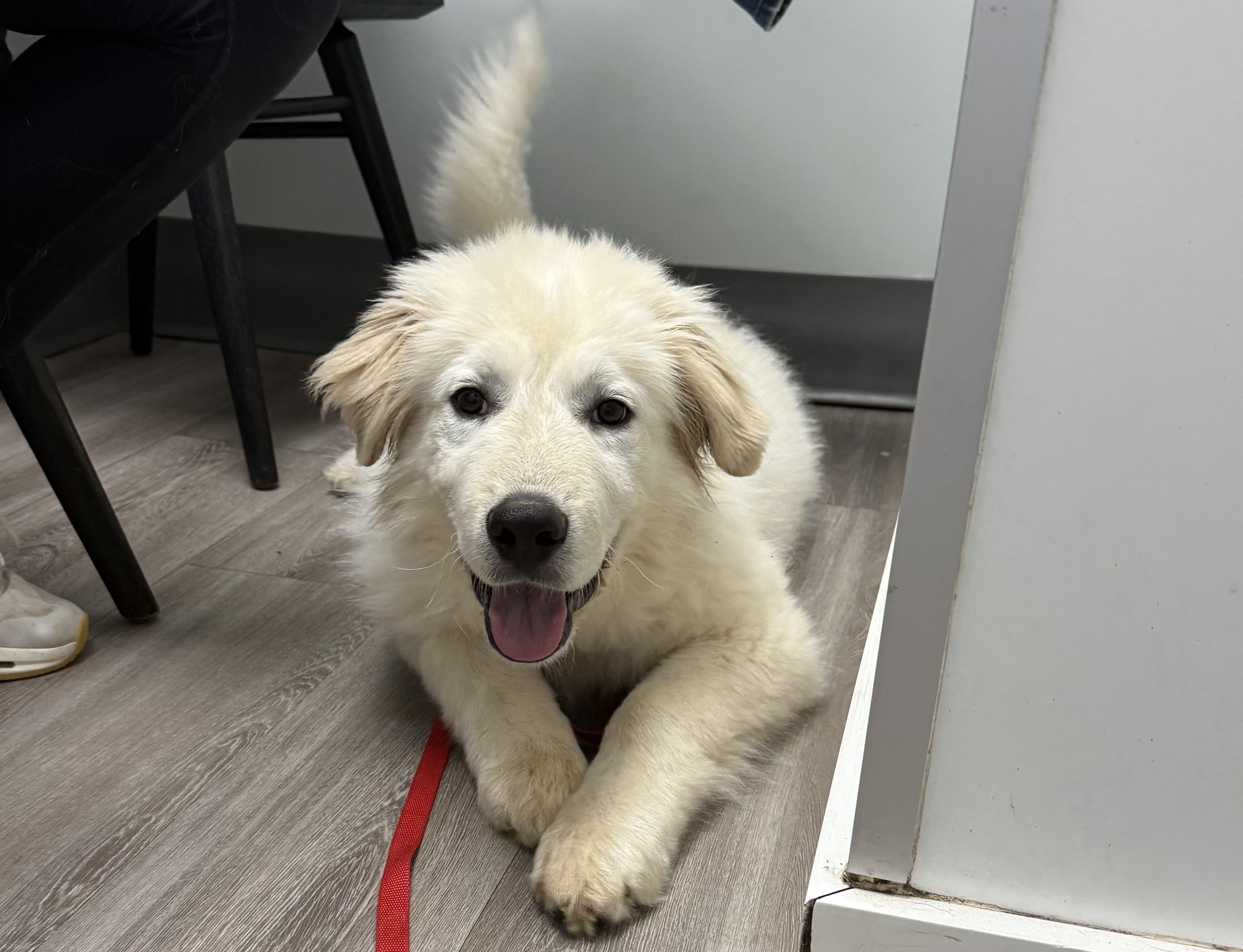 Enlarge Artic, an adoptable Great Pyrenees in Kannapolis, NC image 1/5