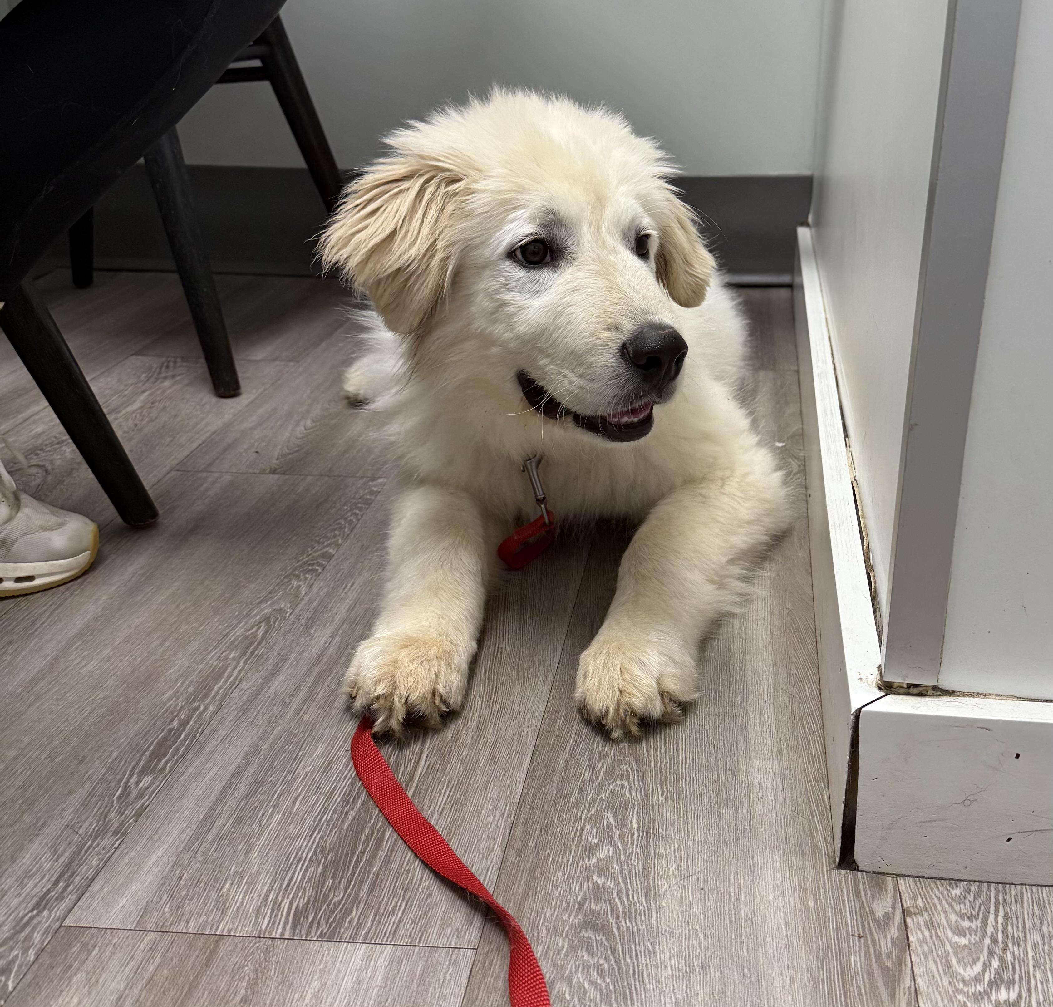 Enlarge Artic, an adoptable Great Pyrenees in Kannapolis, NC image 4/5