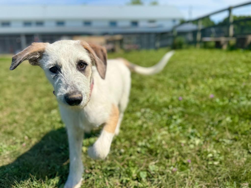 Enlarge Roxy, a Adopted mixed breed in Hudson, NY image 1/1