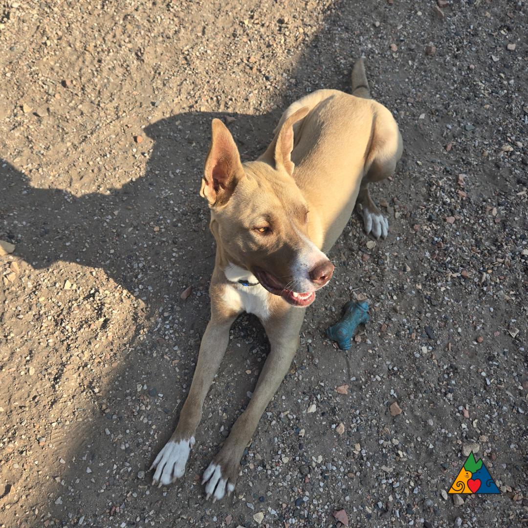 Hitch, an adoptable American Staffordshire Terrier, Mixed Breed in Douglas, WY, 82633 | Photo Image 4