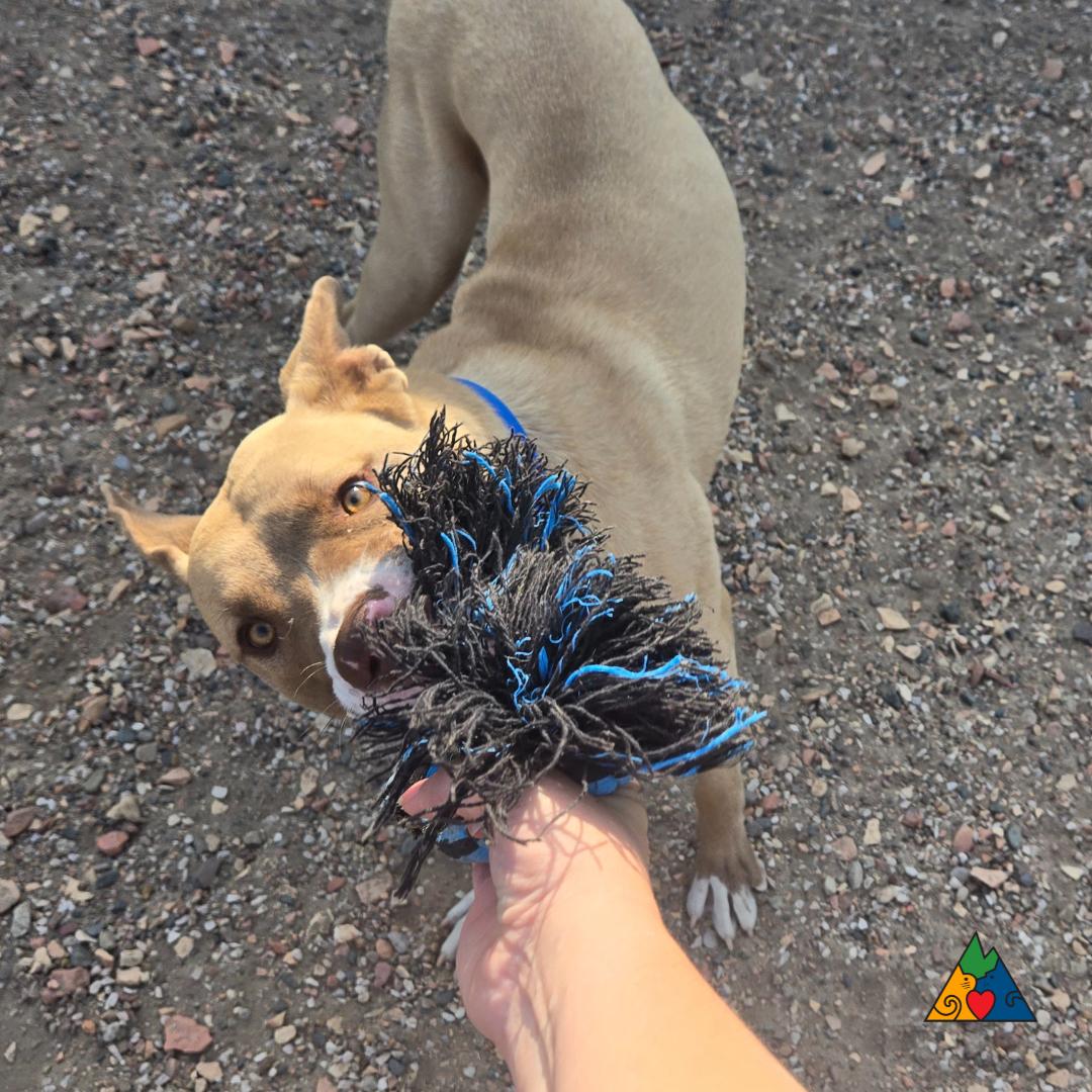 Hitch, an adoptable American Staffordshire Terrier, Mixed Breed in Douglas, WY, 82633 | Photo Image 5