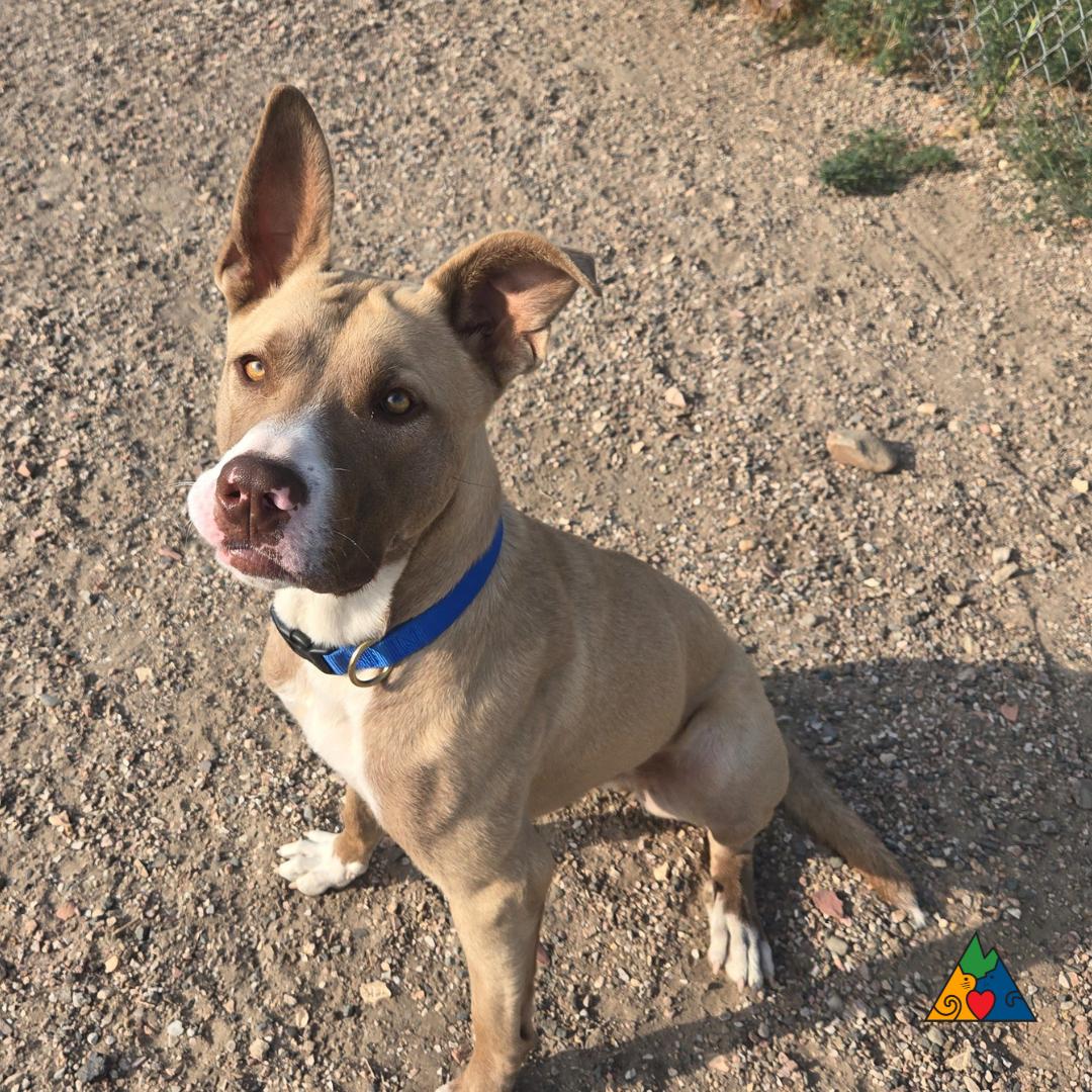 Hitch, an adoptable American Staffordshire Terrier, Mixed Breed in Douglas, WY, 82633 | Photo Image 3