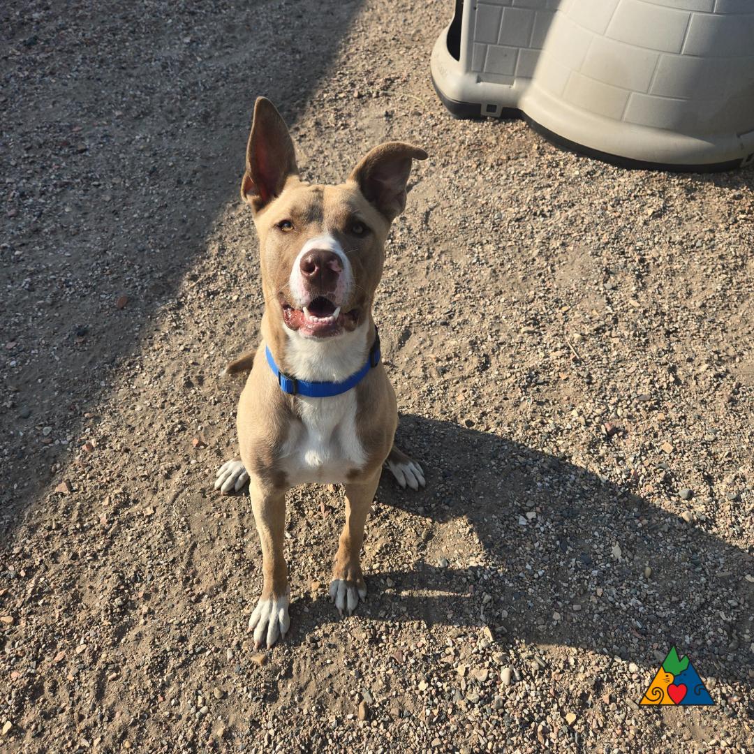 Enlarge Hitch, a Adoptable mixed breed in Douglas, WY image 4/6