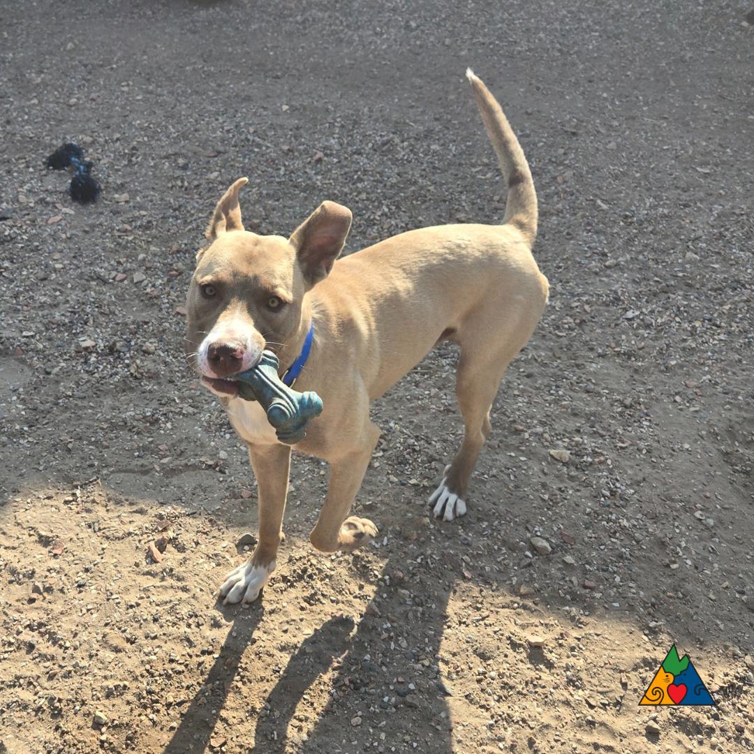 Hitch, an adoptable American Staffordshire Terrier, Mixed Breed in Douglas, WY, 82633 | Photo Image 2