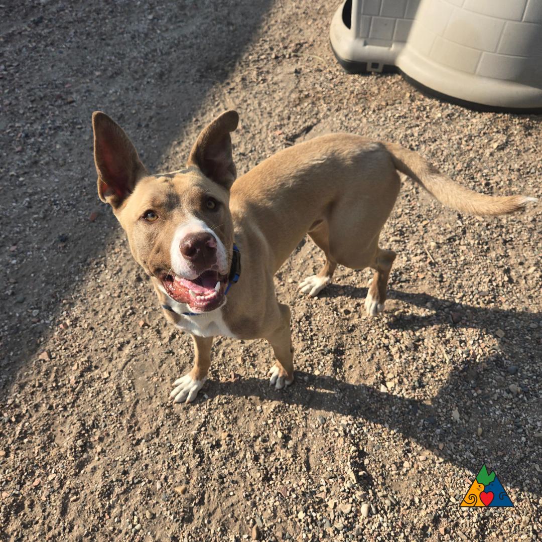 Hitch, an adoptable American Staffordshire Terrier, Mixed Breed in Douglas, WY, 82633 | Photo Image 1