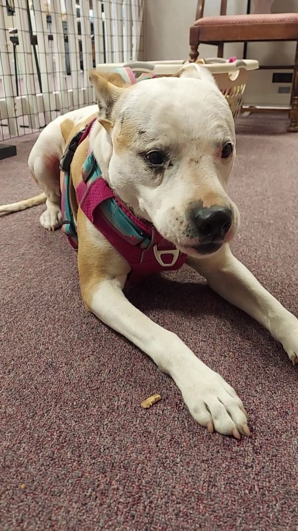 May Belle, Adoptable, Adult Female Pit Bull Terrier.