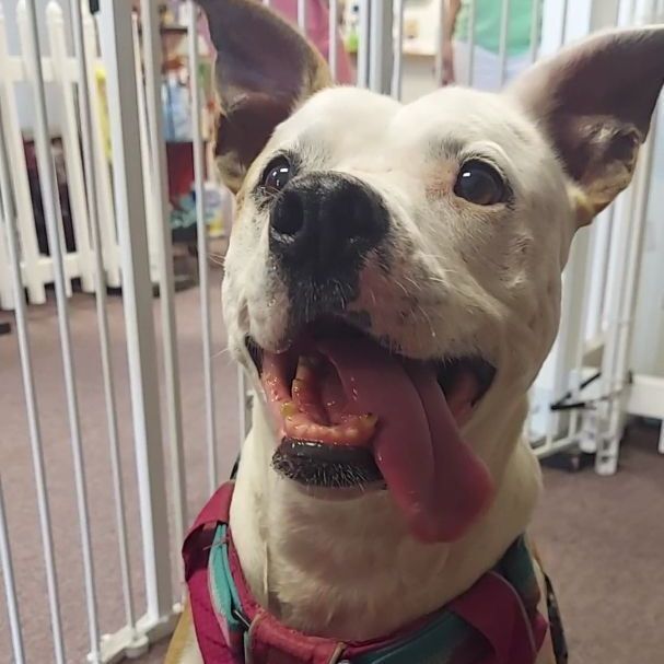 Enlarge May Belle, a Adoptable mixed breed in Lawrenceville, GA image 2/12