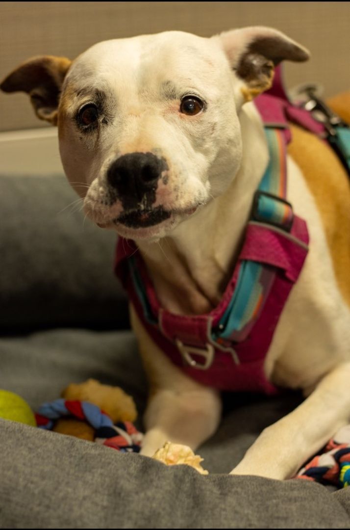 Enlarge May Belle, a Adoptable mixed breed in Lawrenceville, GA image 3/12