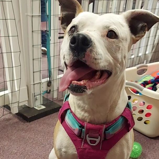 Enlarge May Belle, a Adoptable mixed breed in Lawrenceville, GA image 4/12