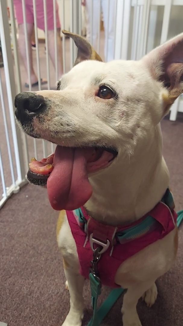 Enlarge May Belle, a Adoptable mixed breed in Lawrenceville, GA image 5/12