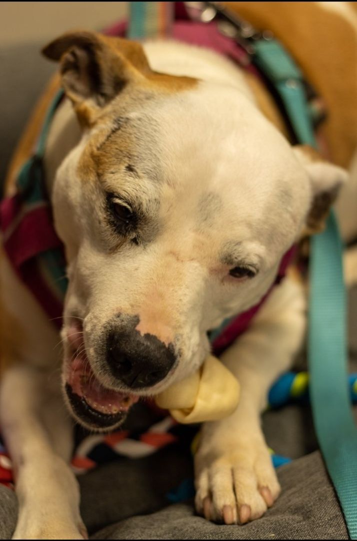 Enlarge May Belle, a Adoptable mixed breed in Lawrenceville, GA image 6/12