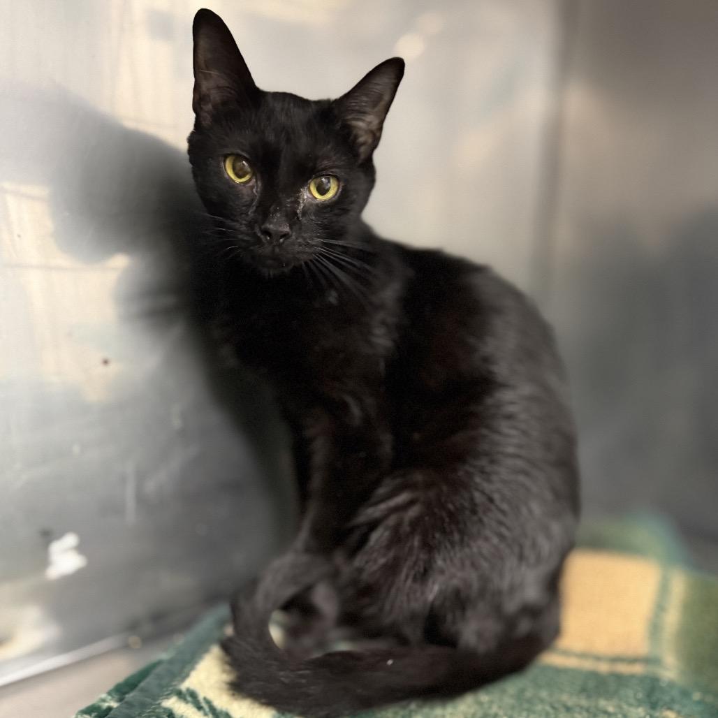 Enlarge Amber, a Adoptable Domestic Short Hair in Troy, VA image 1/2