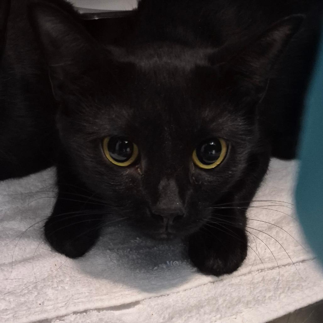 Enlarge Amber, a Adoptable Domestic Short Hair in Troy, VA image 2/2