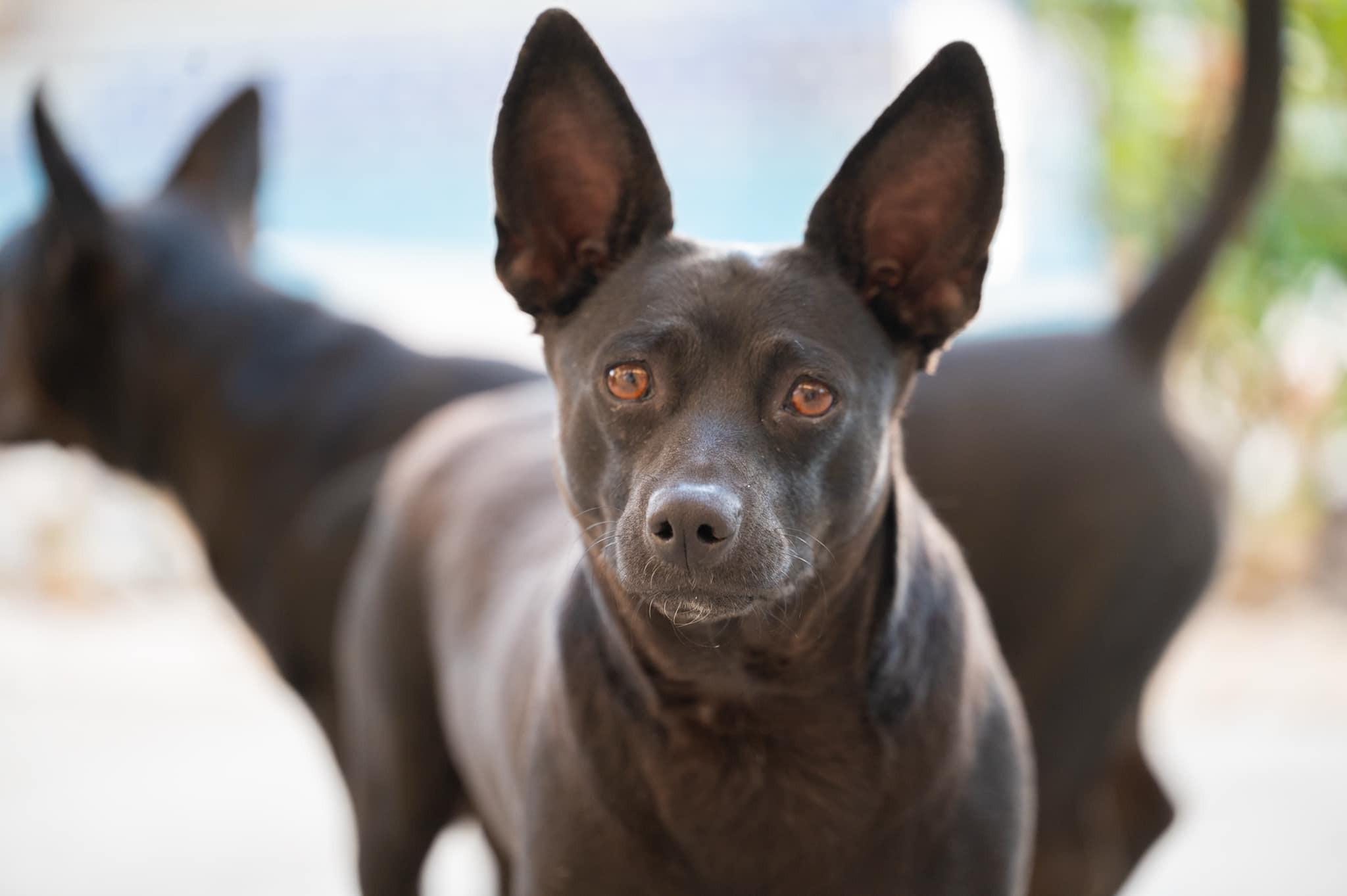 Enlarge Tali, a ADOPTABLE mixed breed in tracy, CA image 2/5