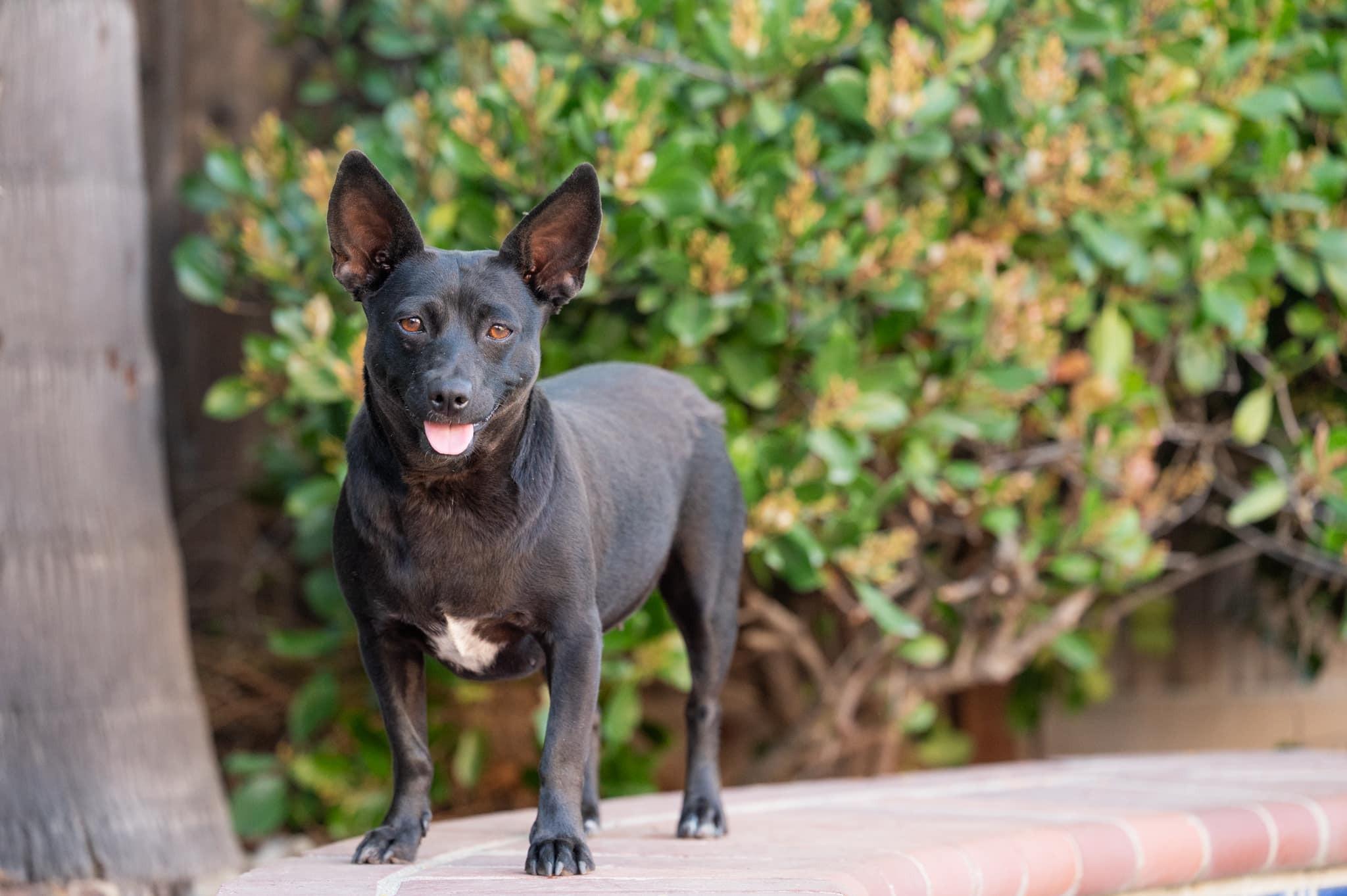 Tali, ADOPTABLE, Adult Female Chihuahua & Dachshund.