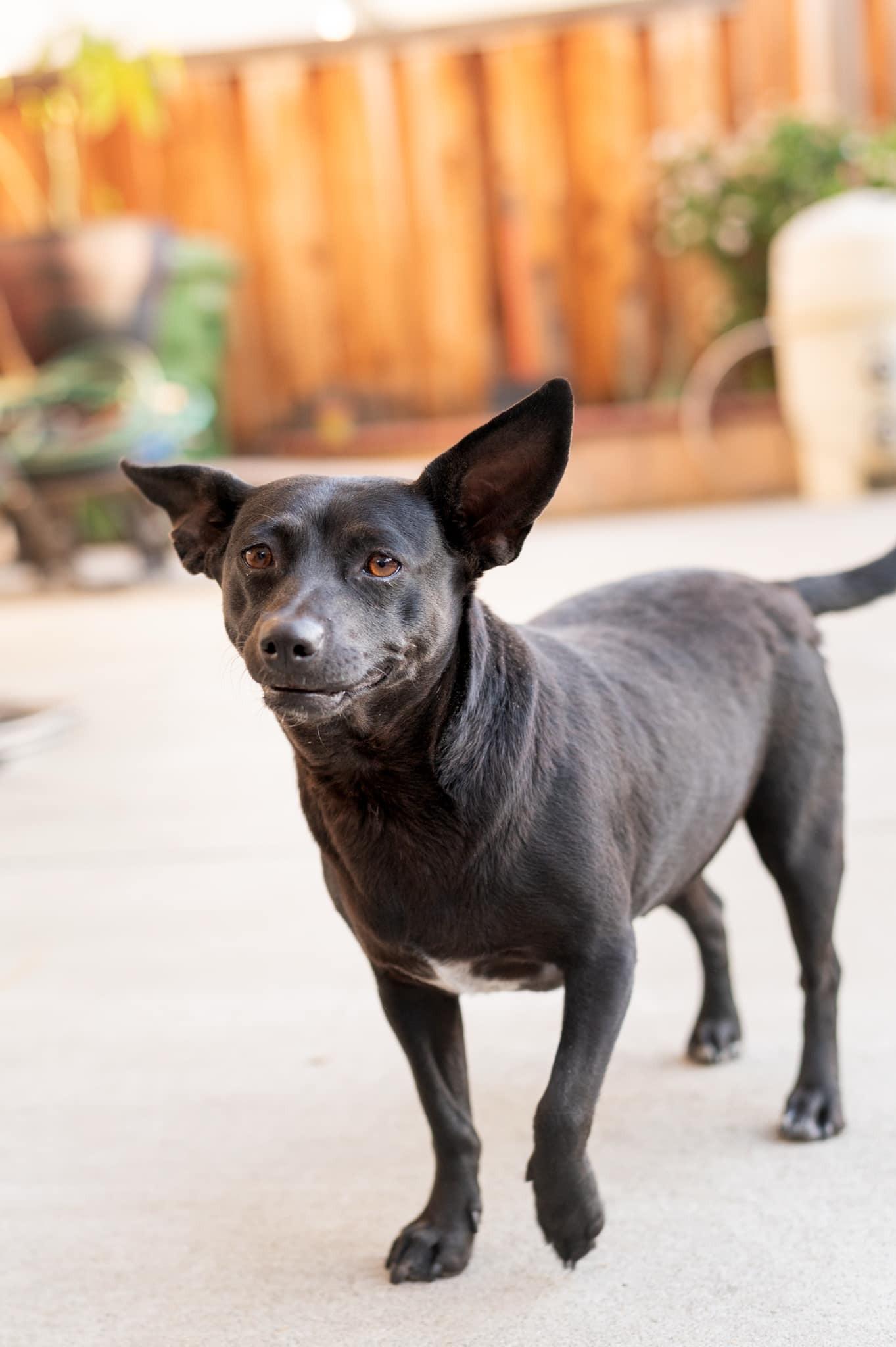 Enlarge Tali, a ADOPTABLE mixed breed in tracy, CA image 5/5