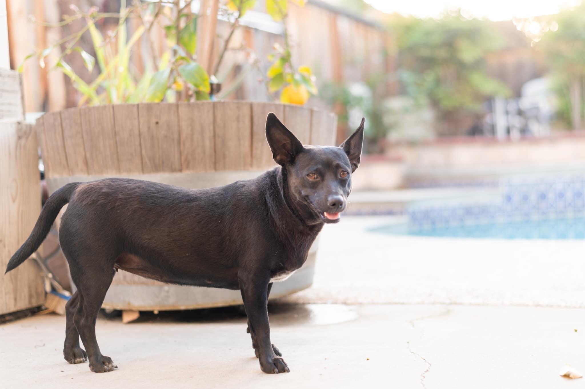 Enlarge Tali, a ADOPTABLE mixed breed in tracy, CA image 3/5