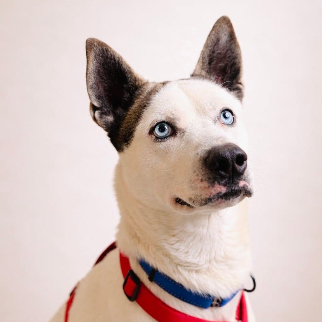 Stallone, Adoptable, Young Male Husky & Australian Cattle Dog / Blue Heeler.
