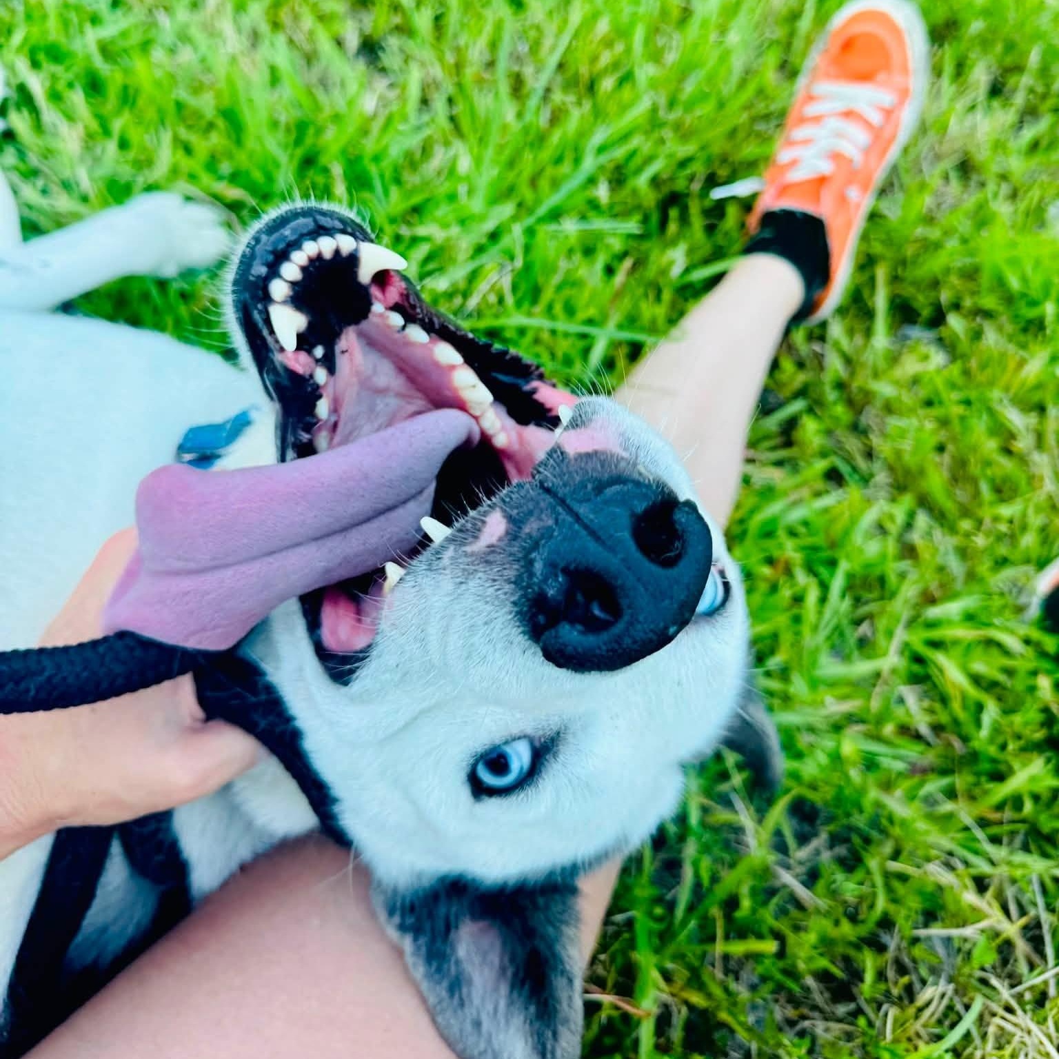 Enlarge Stallone, a Adoptable mixed breed in Moyock, NC image 3/4