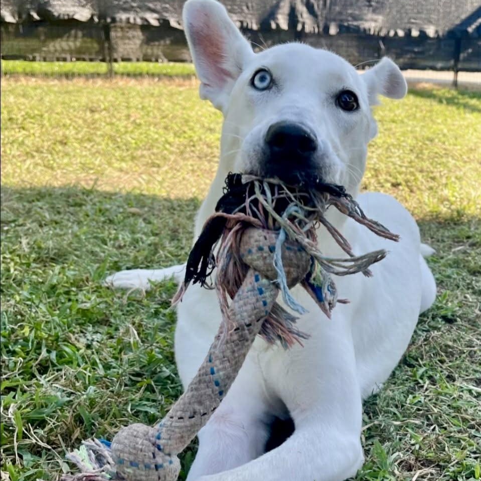 Sugarplum thumbnail 2