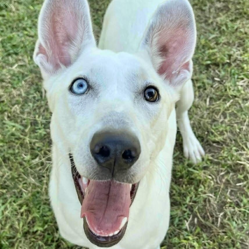 Sugarplum thumbnail 4