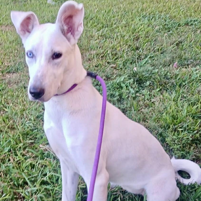 Sugarplum thumbnail 7