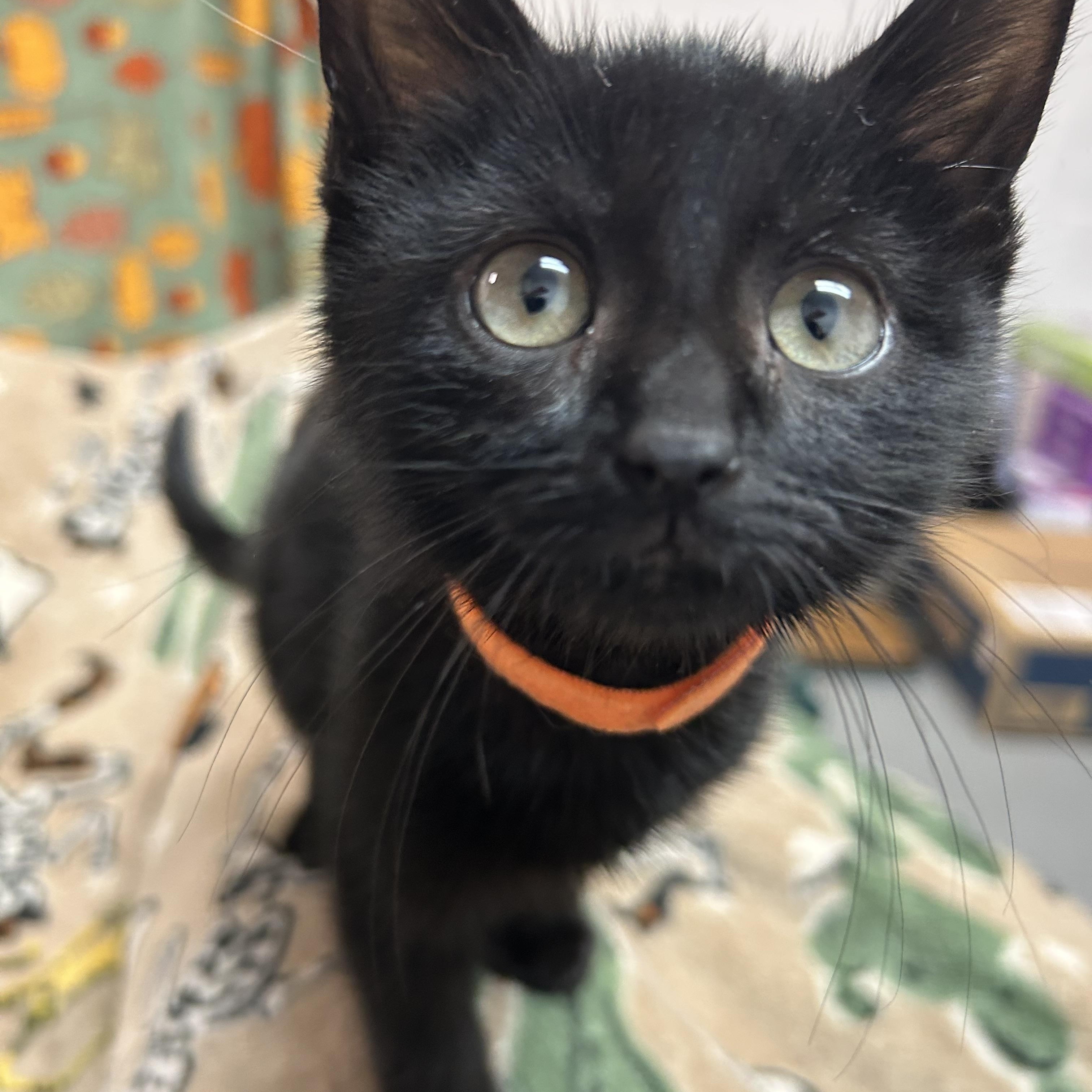 Dazzle, Baby Male Domestic Short Hair