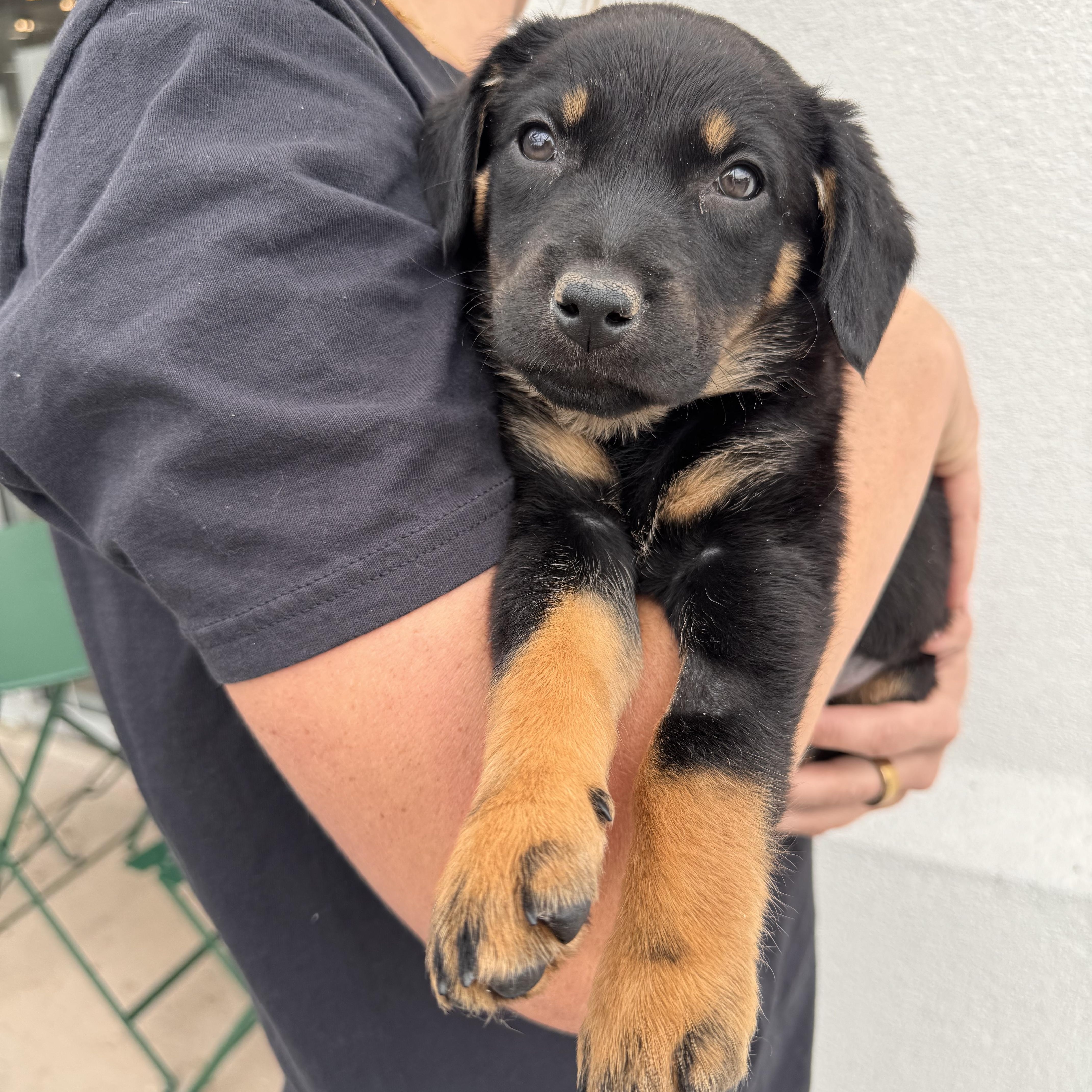 Jigglypuff, Adoptable, Puppy Female Mixed Breed.