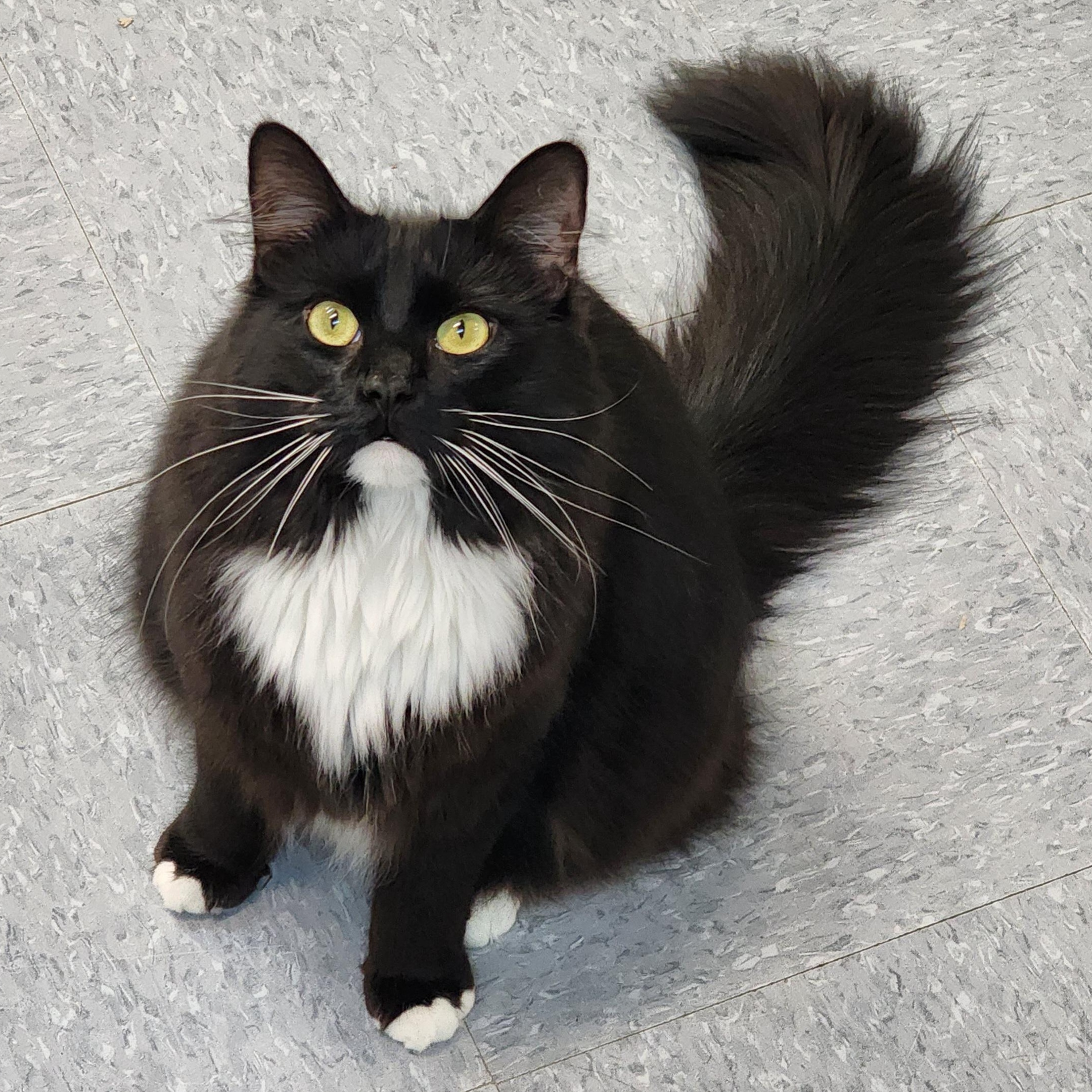 Neferkiti, Adult Female Tuxedo
