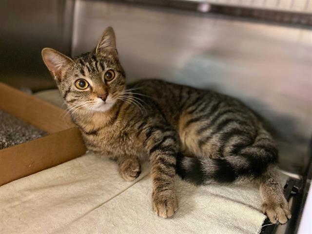 BUBBLES, Adoptable, Young Female Domestic Short Hair.