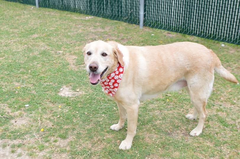 Enlarge Noodle Bug, a Adopted Labrador Retriever in McKinney, TX image 1/1