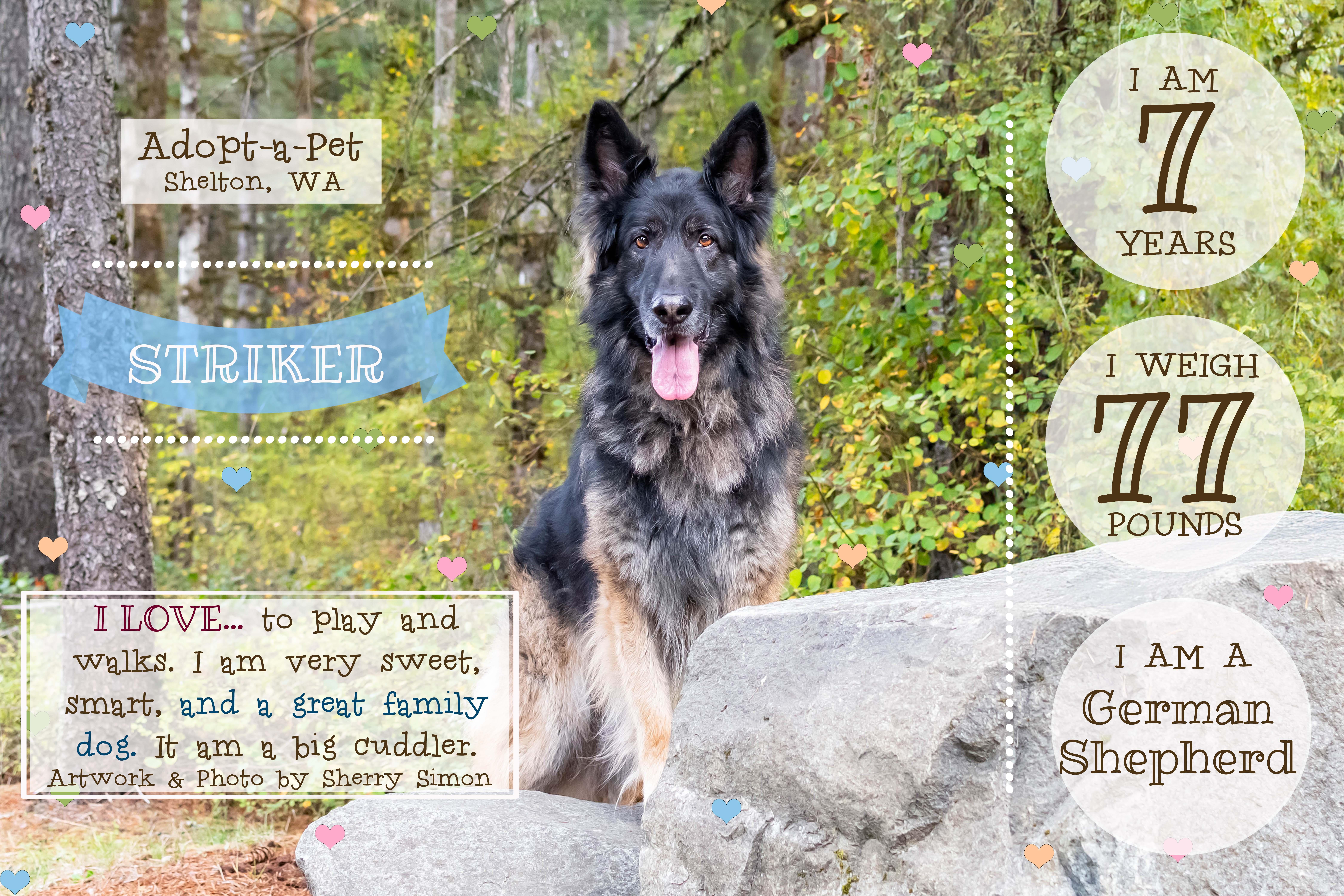 Enlarge STRIKER, a Adoptable German Shepherd Dog in Shelton, WA image 4/6