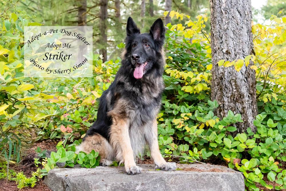 Enlarge STRIKER, a Adoptable German Shepherd Dog in Shelton, WA image 6/6