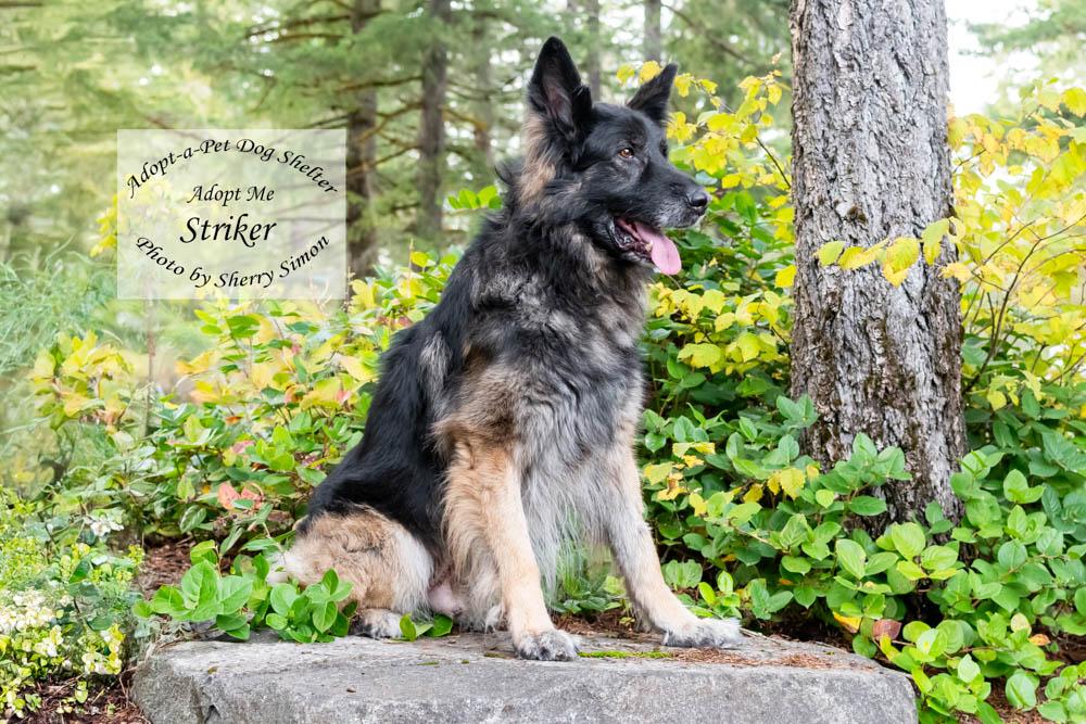 Enlarge STRIKER, a Adoptable German Shepherd Dog in Shelton, WA image 2/6