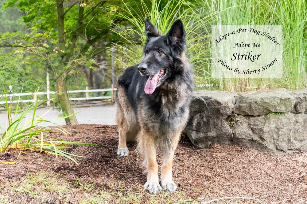 Enlarge STRIKER, a Adoptable German Shepherd Dog in Shelton, WA image 3/6