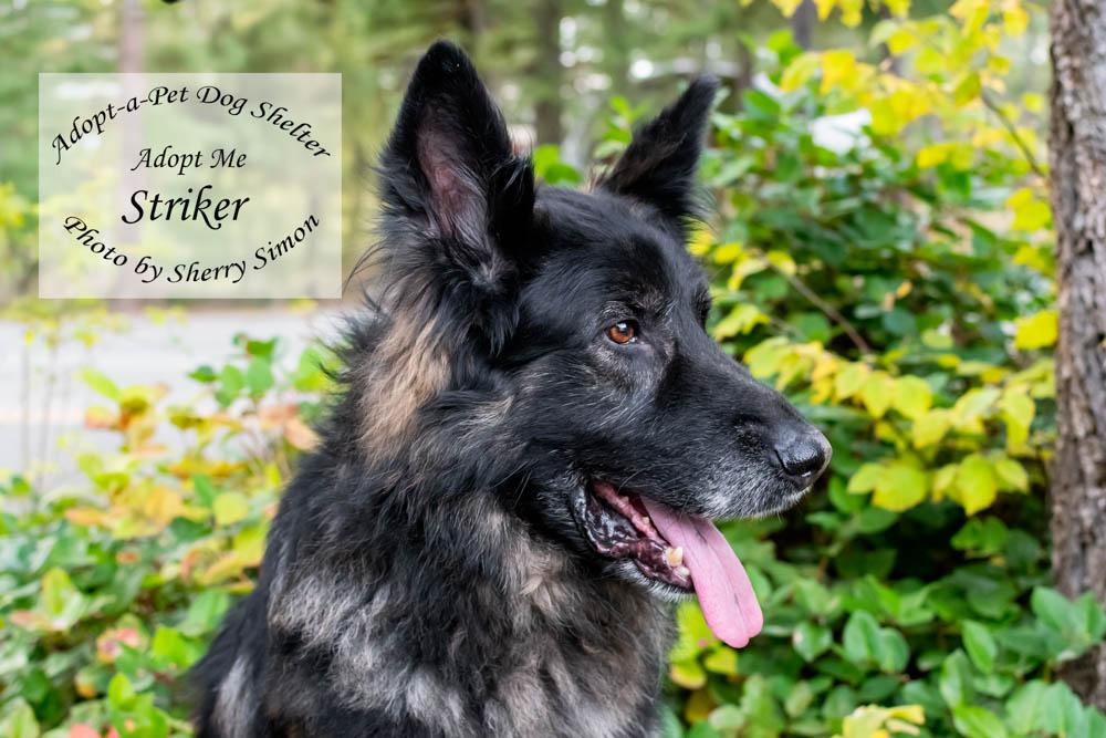 Enlarge STRIKER, a Adoptable German Shepherd Dog in Shelton, WA image 1/6