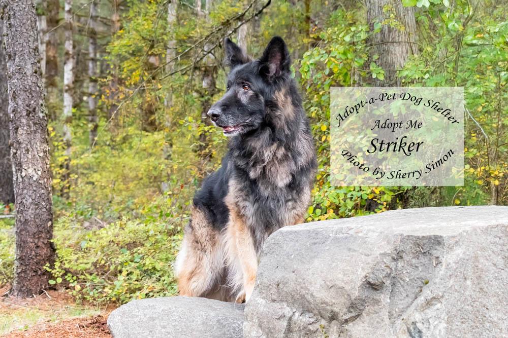 Enlarge STRIKER, a Adoptable German Shepherd Dog in Shelton, WA image 5/6