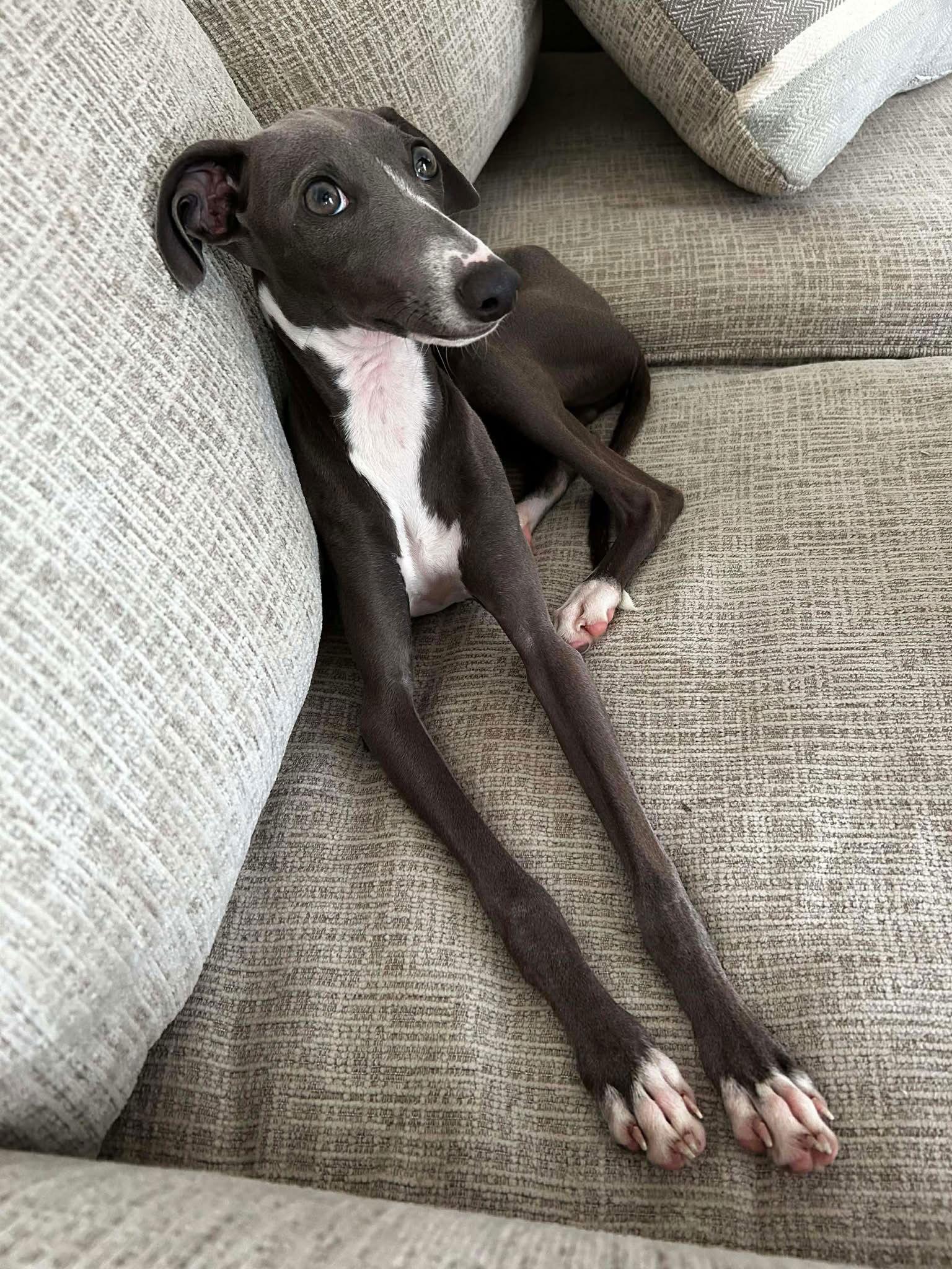 Loki, Adopted, Young Male Italian Greyhound.