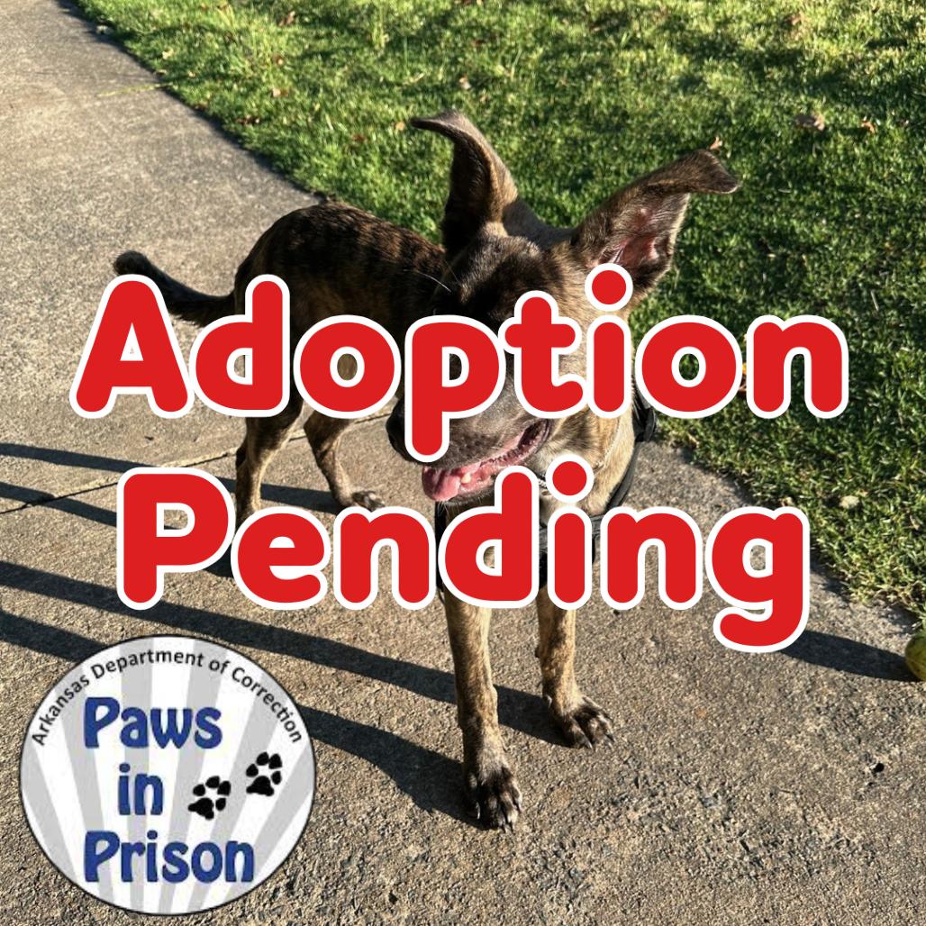 Callie II 25-130, Adoptable, Young Female Shepherd.