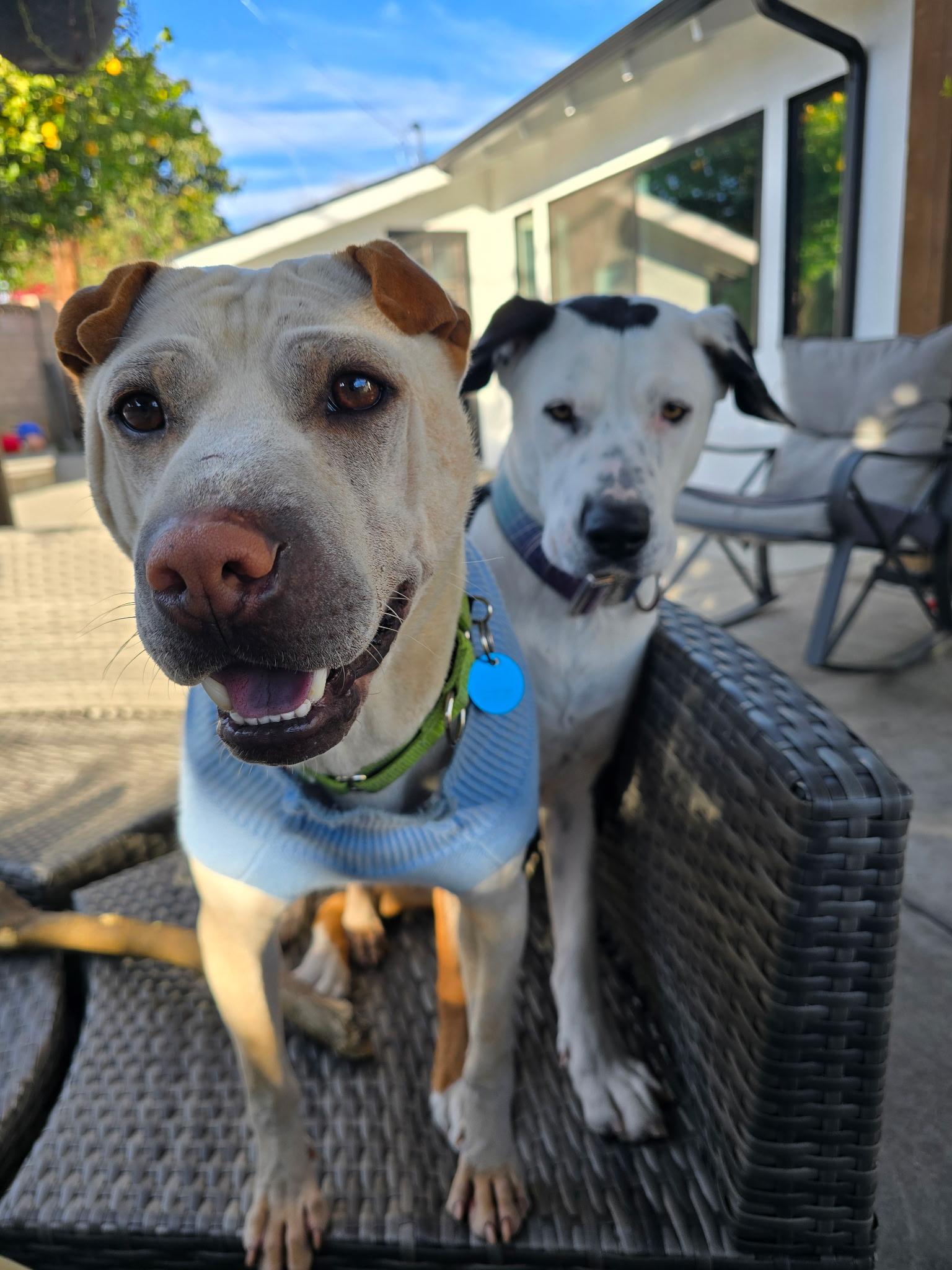 Enlarge Drew, a Adoptable mixed breed in Pasadena, CA image 6/6