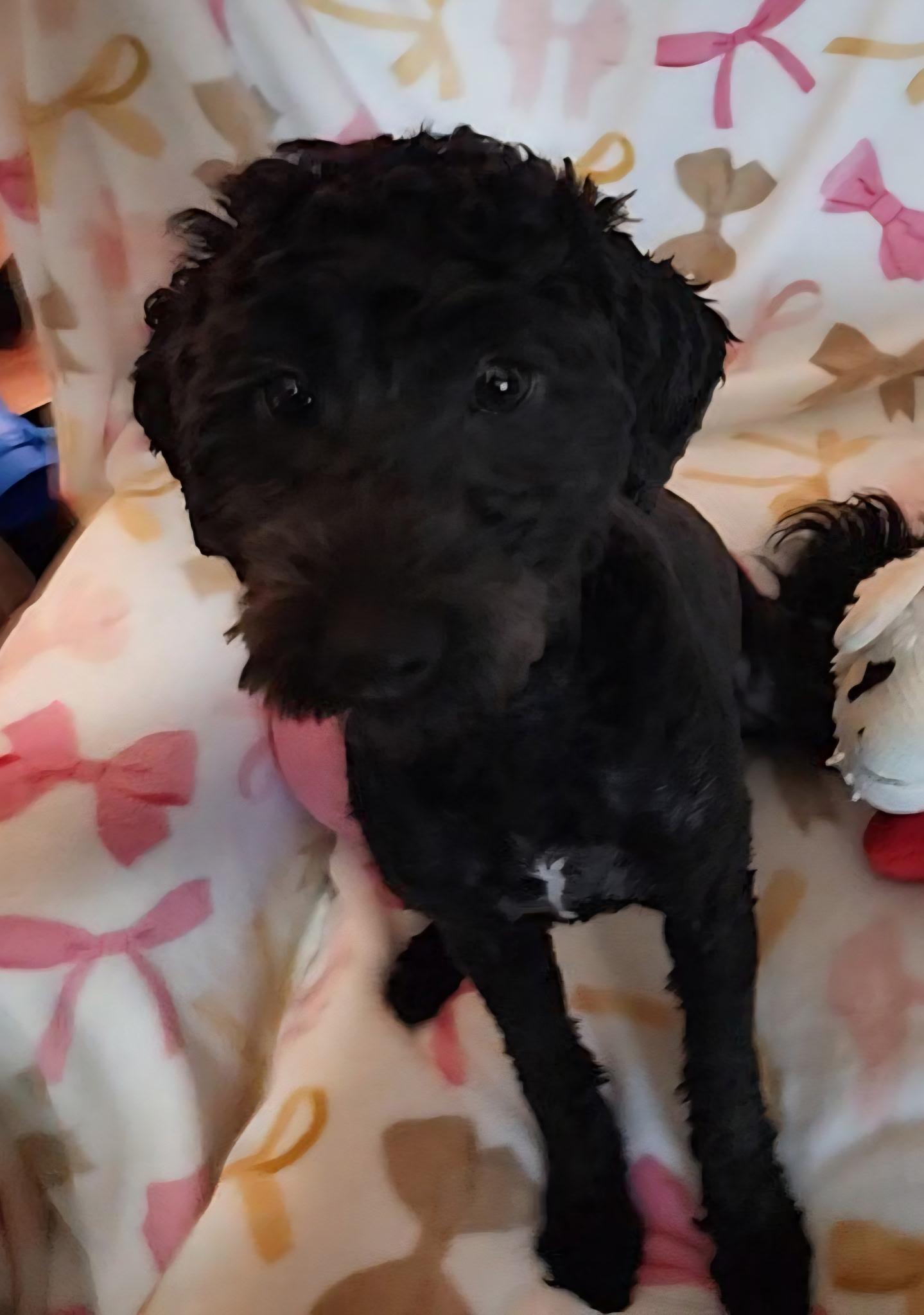 Enlarge Lucy, an adopted Poodle in Houston, TX image 3/6