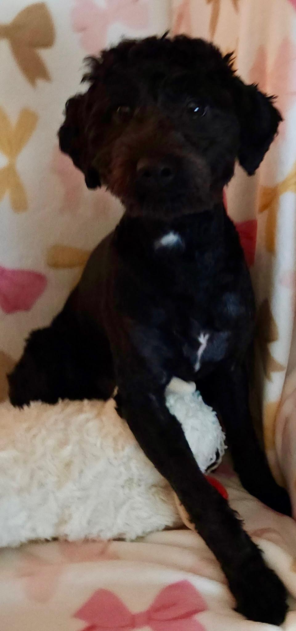 Enlarge Lucy, an adopted Poodle in Houston, TX image 1/6