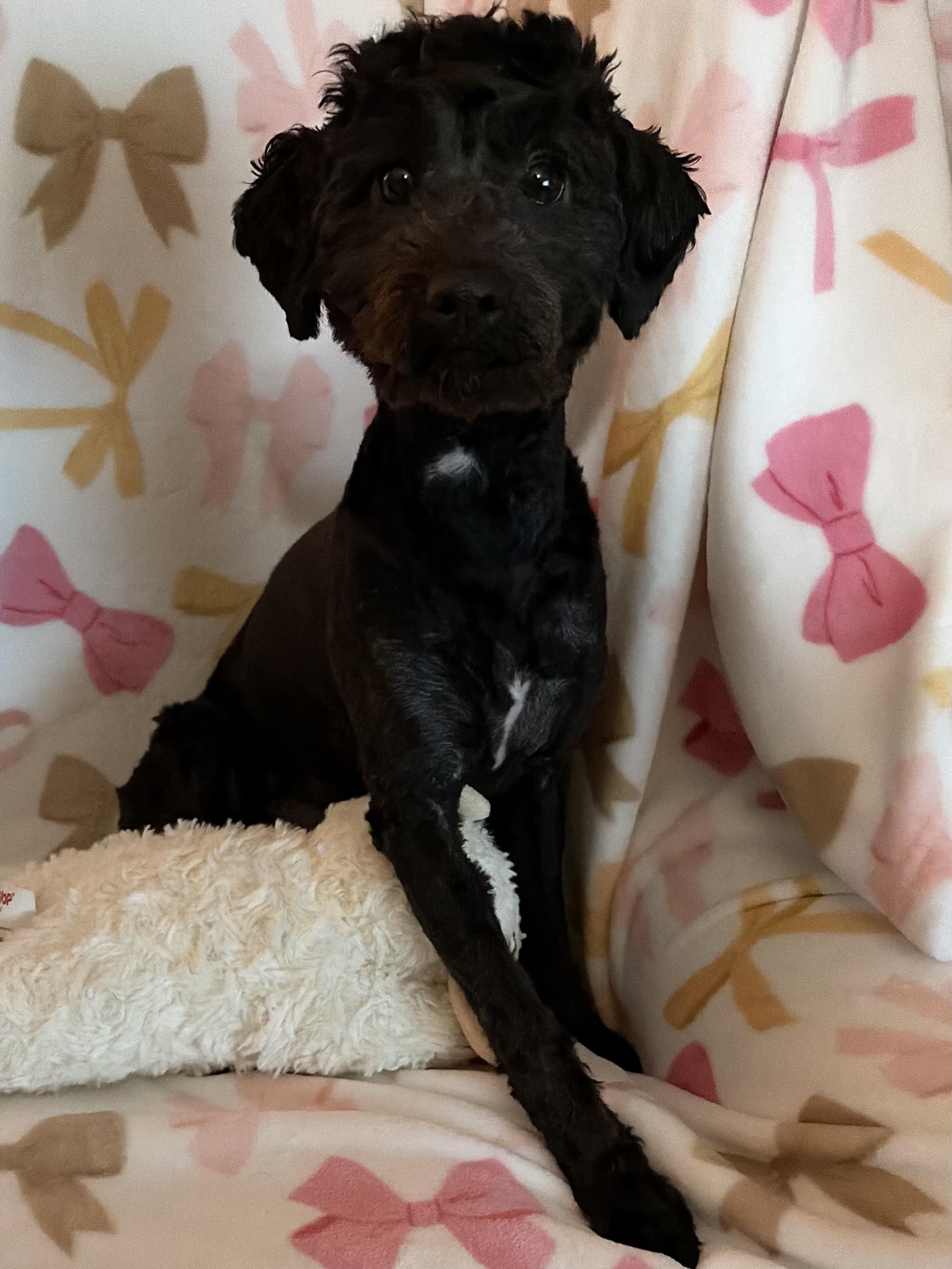 Enlarge Lucy, an adopted Poodle in Houston, TX image 6/6