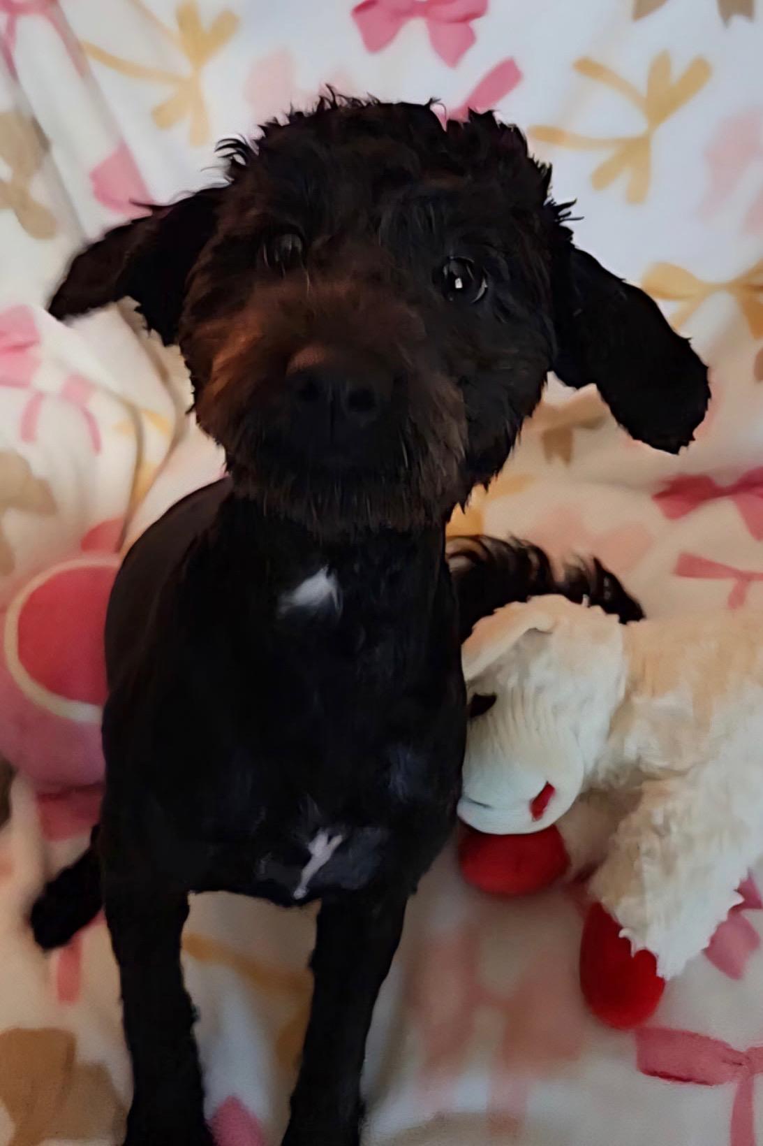 Enlarge Lucy, an adopted Poodle in Houston, TX image 2/6