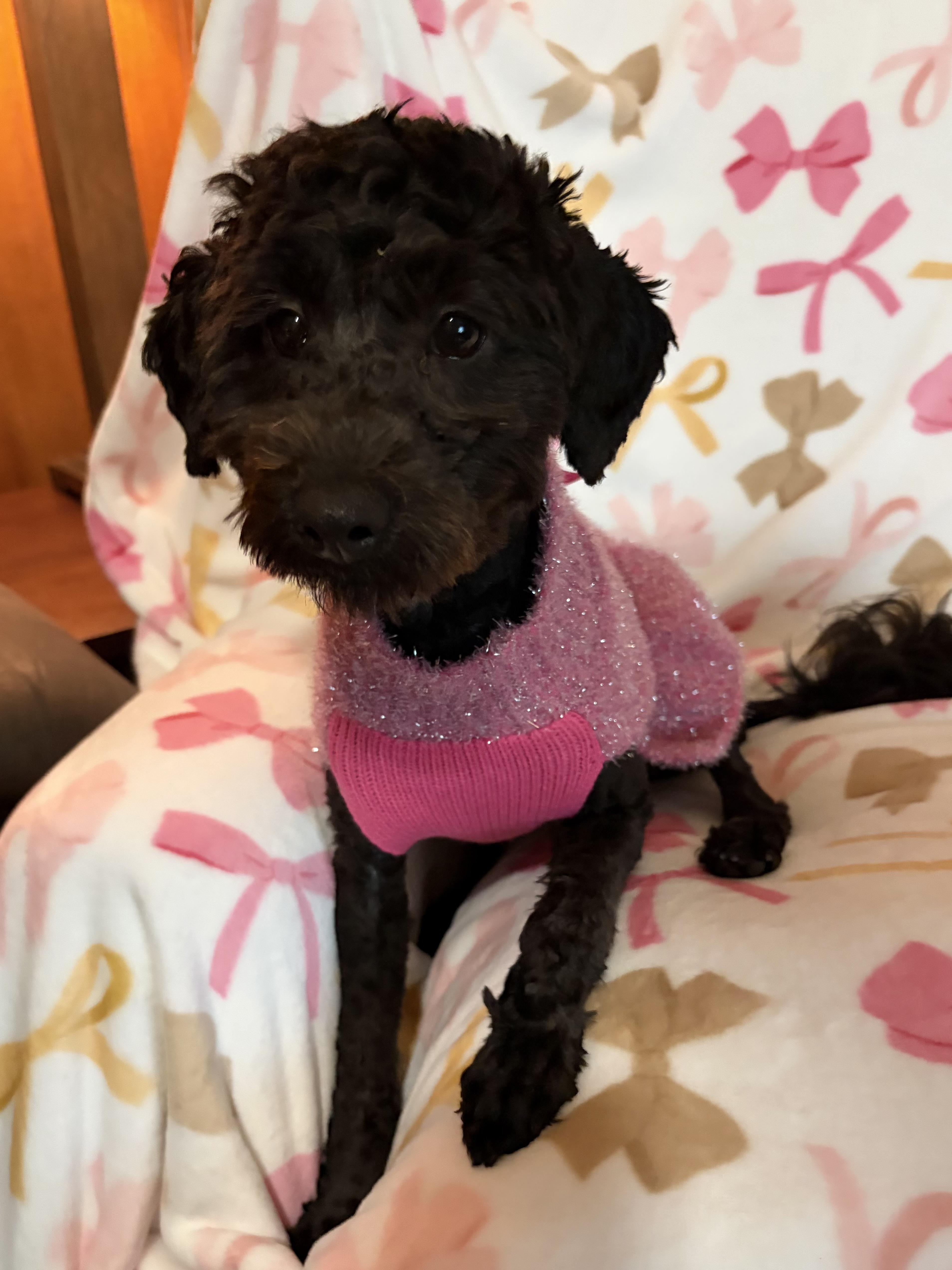 Enlarge Lucy, an adopted Poodle in Houston, TX image 4/6