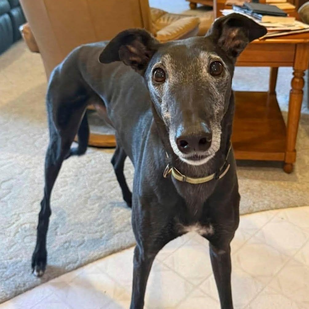 Jagger, Adopted, Senior Male Greyhound.