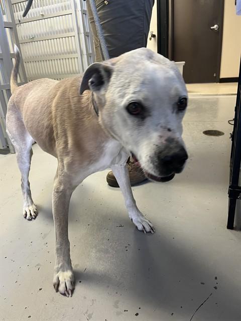 ZULU, Adoptable, Senior Male Fila Brasileiro.