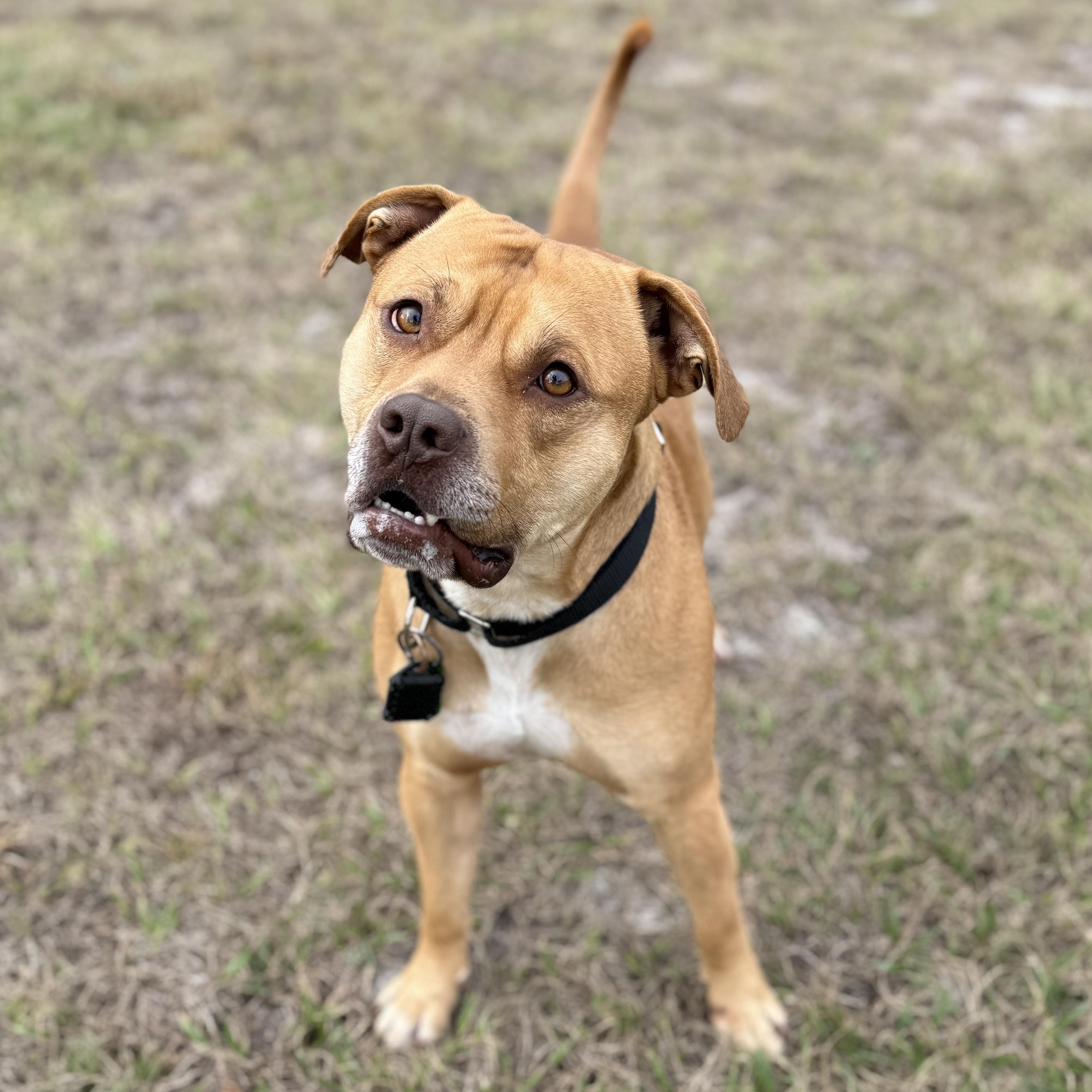 Enlarge Kross, a ADOPTABLE mixed breed in Deltona, FL image 4/5