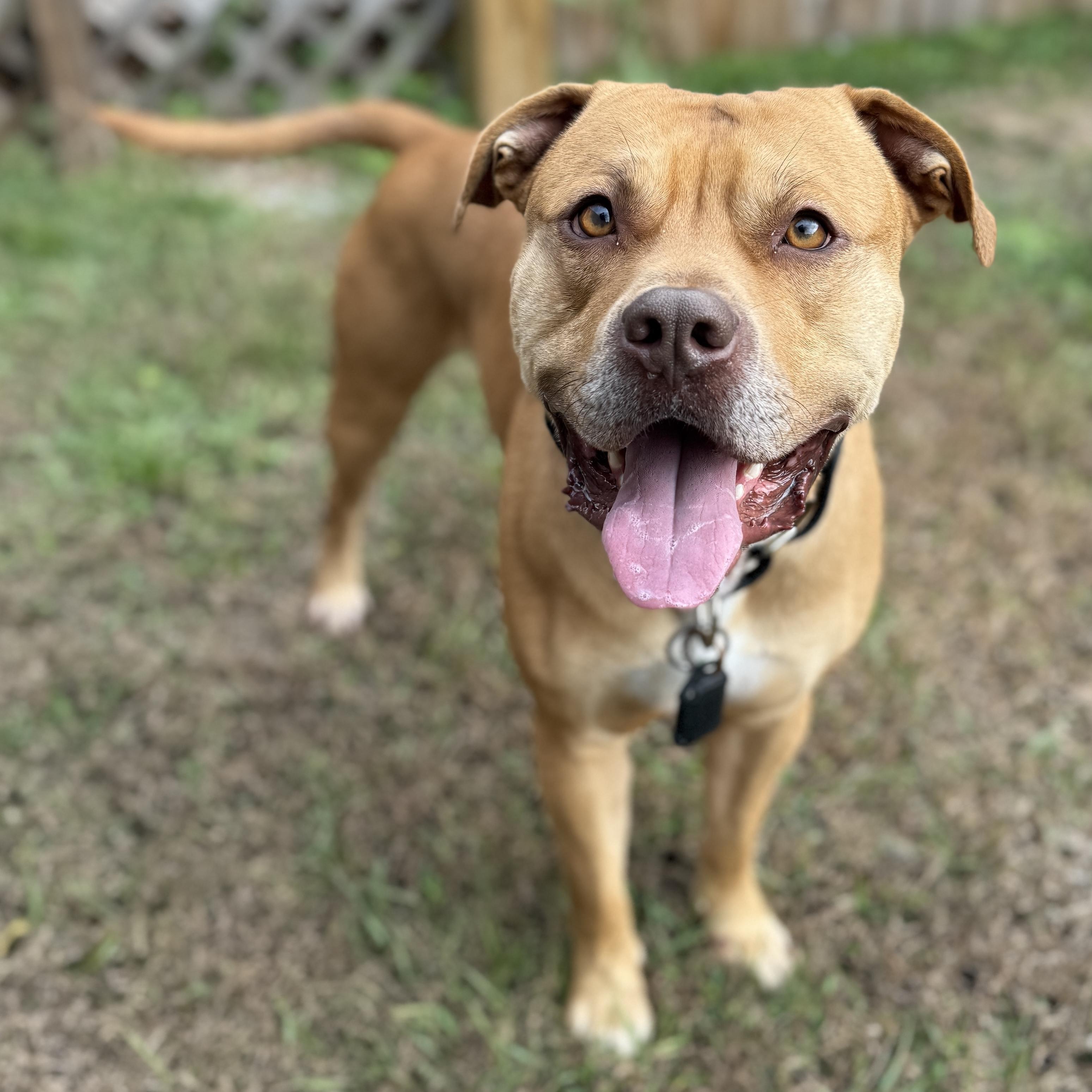 Enlarge Kross, a ADOPTABLE mixed breed in Deltona, FL image 2/5